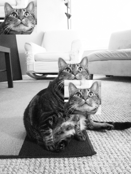 Zophie the cat, with her face pasted twice
