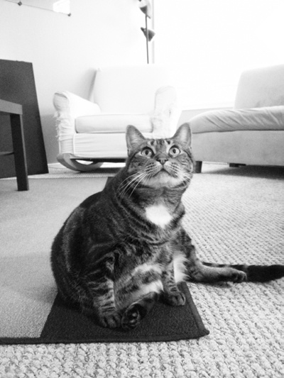 My cat Zophie. The camera adds 10 pounds (which is a lot for a cat).
