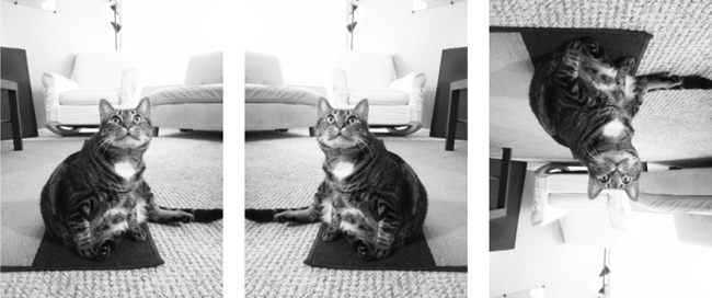 The original image (left), horizontal flip (center), and vertical flip (right)