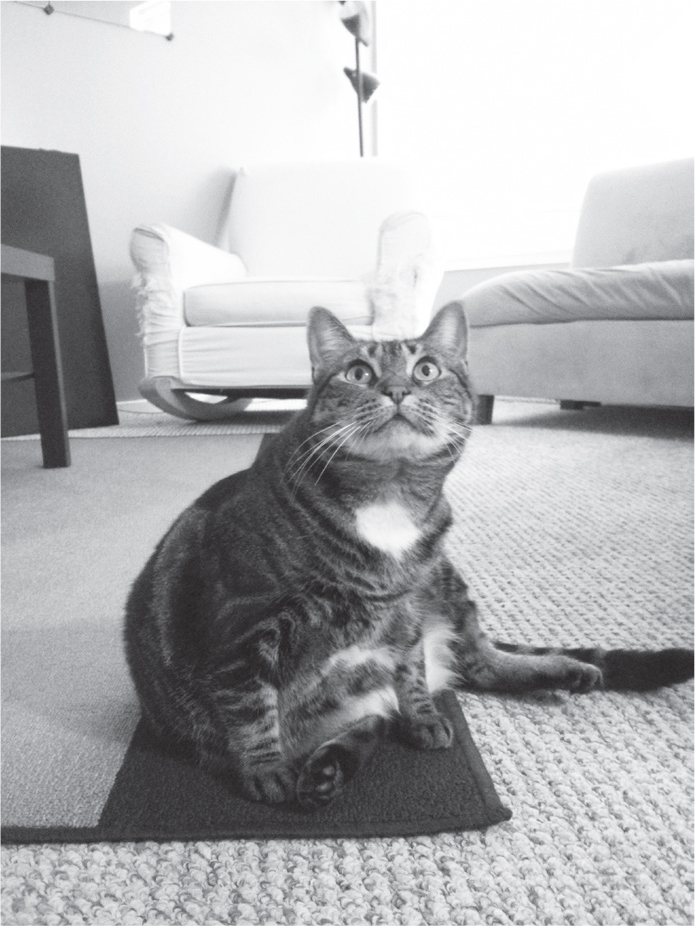 A photograph of a cat looking up.