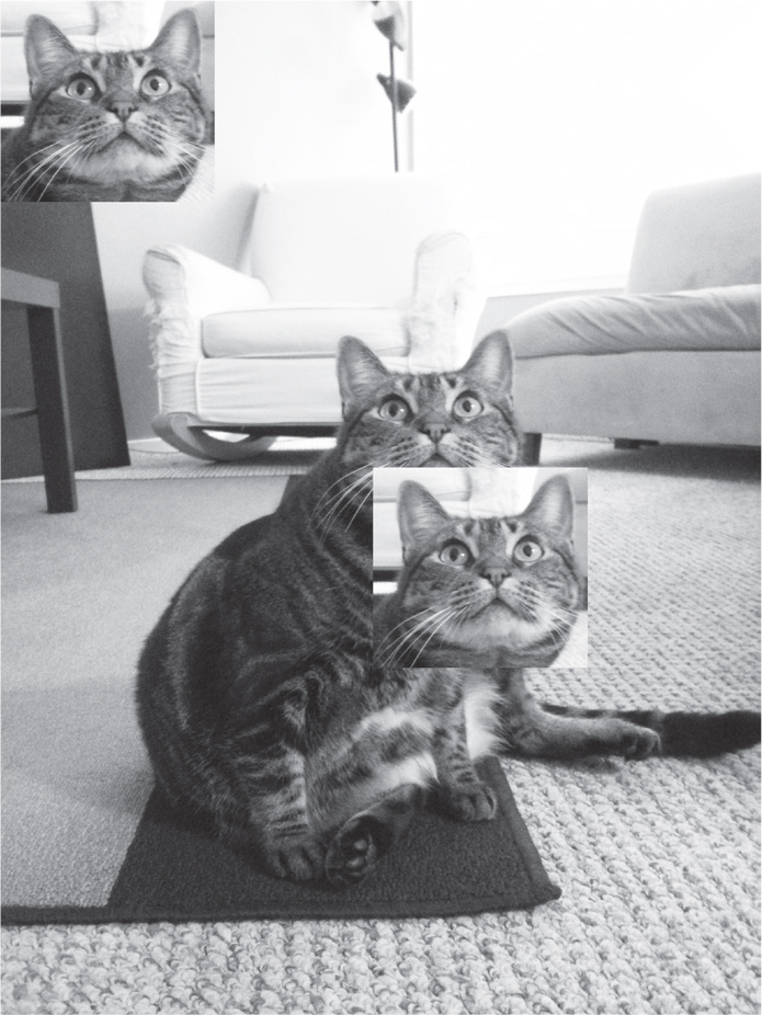 Multiple instances of the cat’s head superimposed on the original cat photograph.