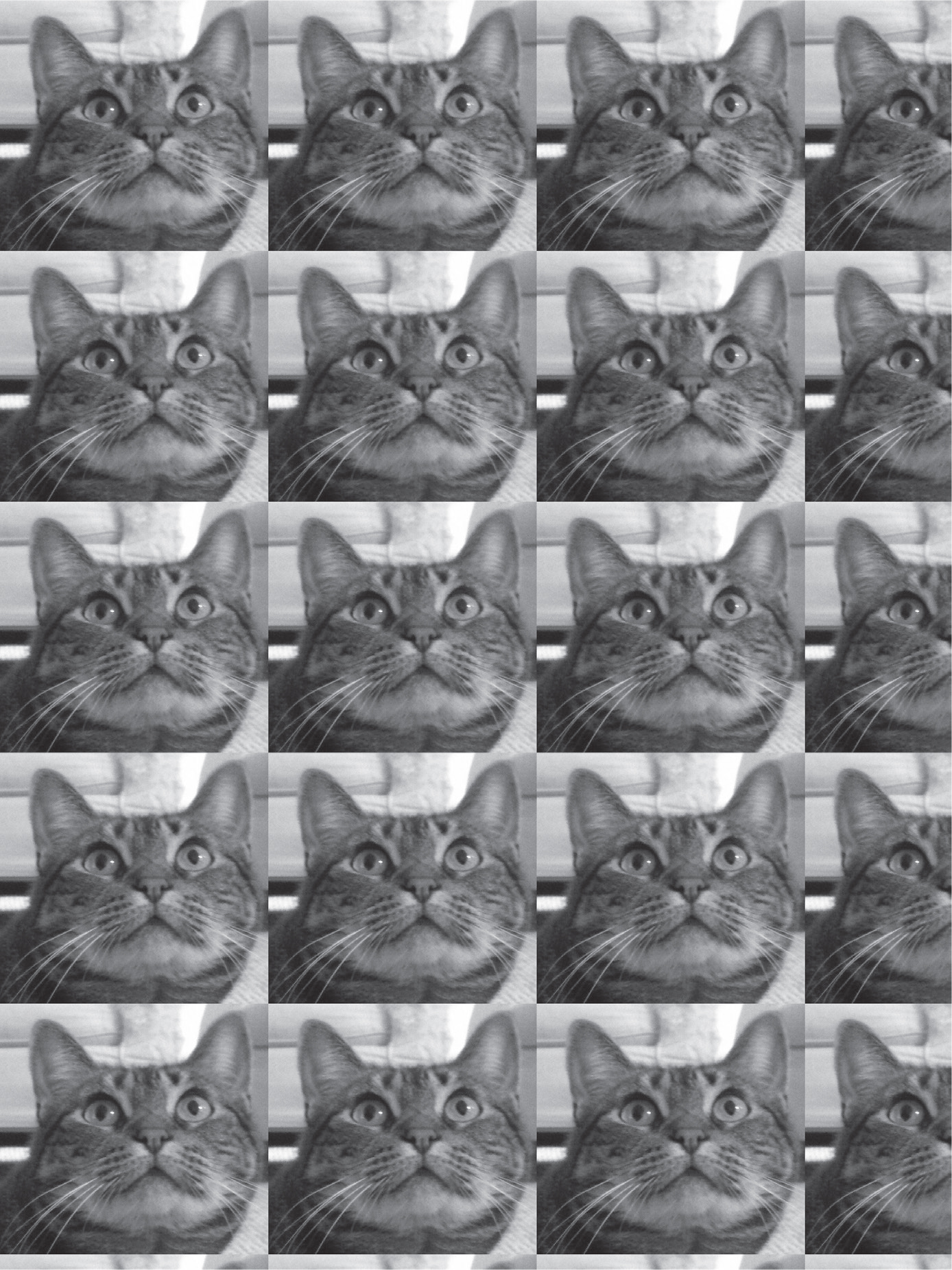 Multiple instances of the cat's head arranged in a grid.