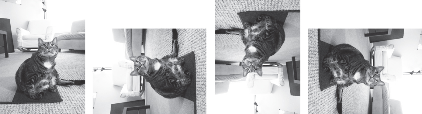 Four versions of the cat photograph: the original version, a version rotated so the cat’s head points left, a version further rotated so the cat is upside down, and a version rotated once more so the cat’s head points right.