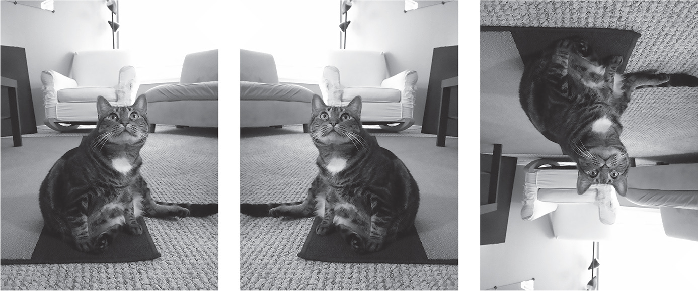 Three versions of the cat photograph: the original, the mirror image in the horizontal direction, and the mirror image in the vertical direction.